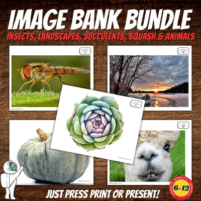 Visual Art Image Banks for Middle, High School Art; Insects, Animals, Succulents, Landscape...